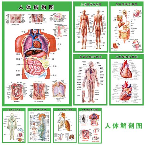 身體部位|人体器官